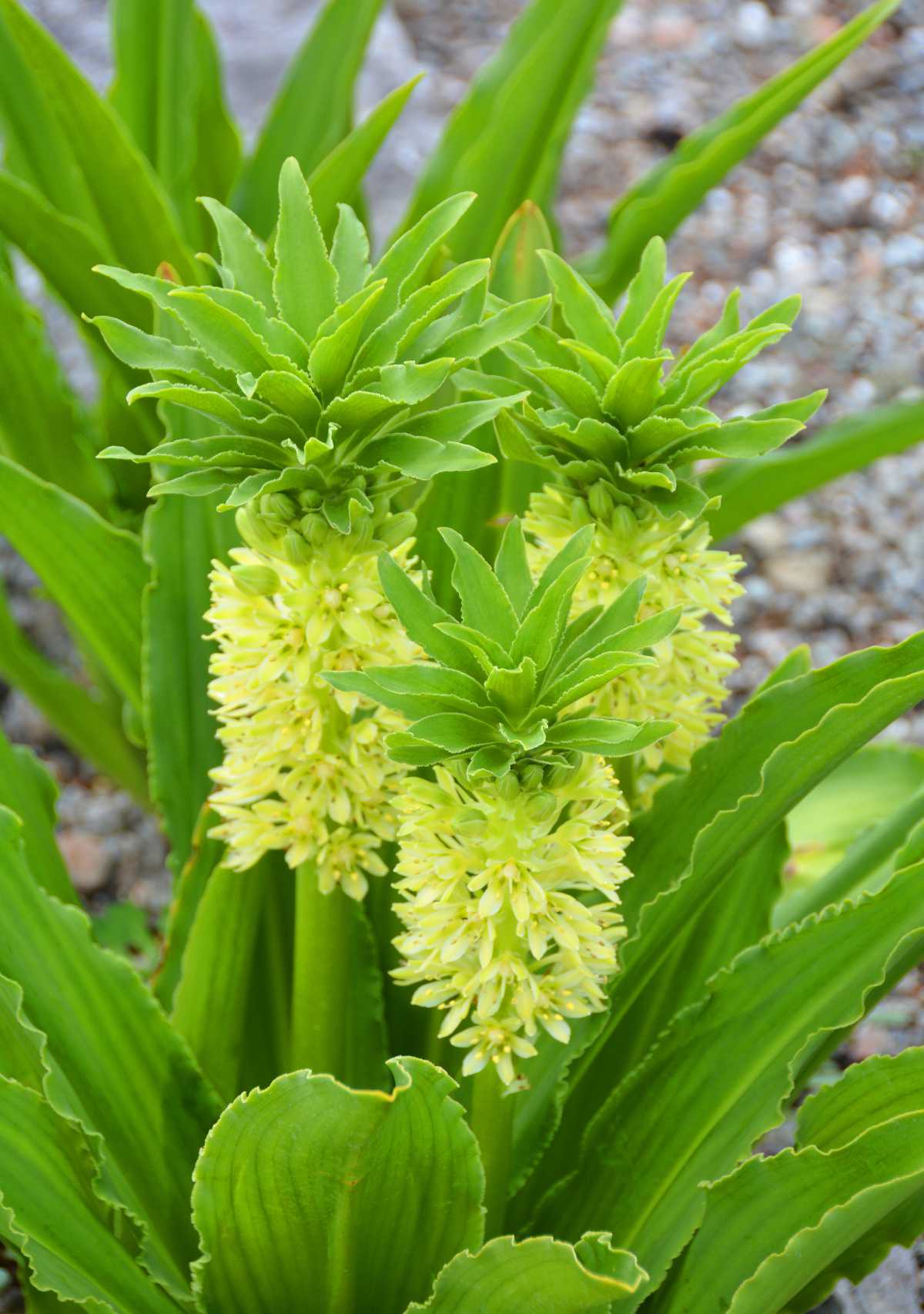 Plante fleur ananas - Eucomis bicolor