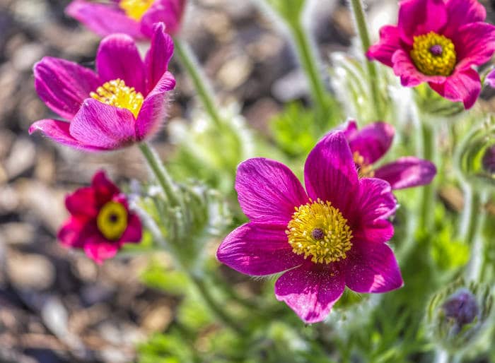 Anémone pulsatille - Pulsatilla vulgaris : Plantation et Entretien