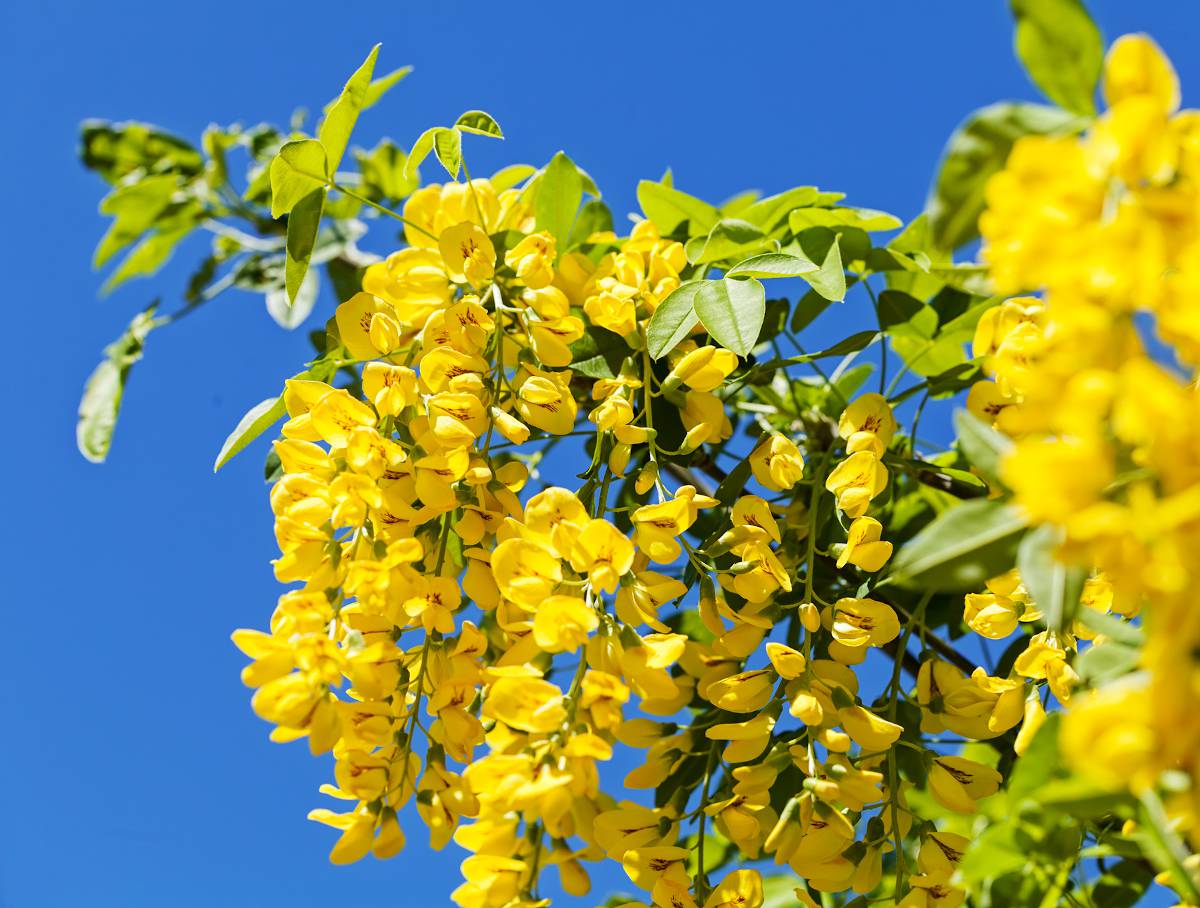 Savonnier - Koelreuteria paniculata