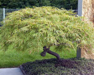 érable japon - Acer japonicum