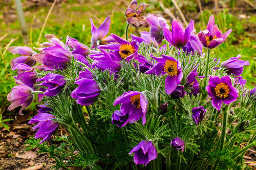 Anémone pulsatille - Pulsatilla vulgaris : Plantation et Entretien