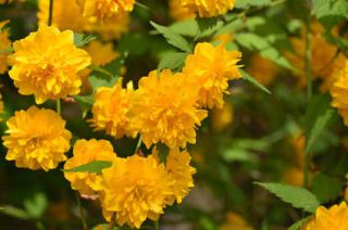 Corête du Japon - Kerria Japonica : plantation, taille, entretien