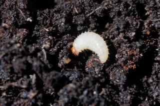 larve Otiorhynques ver blanc dans terre terreau
