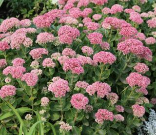 sedum