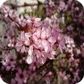 amandier de chine -prunus