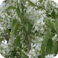 amelanchier