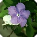 brunfelsia