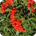 buisson ardent -pyracantha