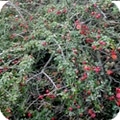 cotoneaster