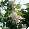 deutzia