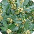 pittosporum tobira