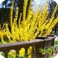 forsythia