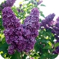 lilas1