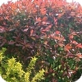 photinia
