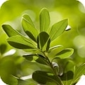 pittosporum