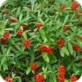 skimmia