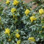 mahonia