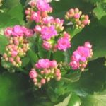 plante grasse fleur rose interieur