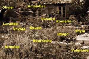 jardinmediterraneesepialeg1 - Envie d'un jardin méditerranéen : voici nos idées de plantations