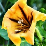solandra