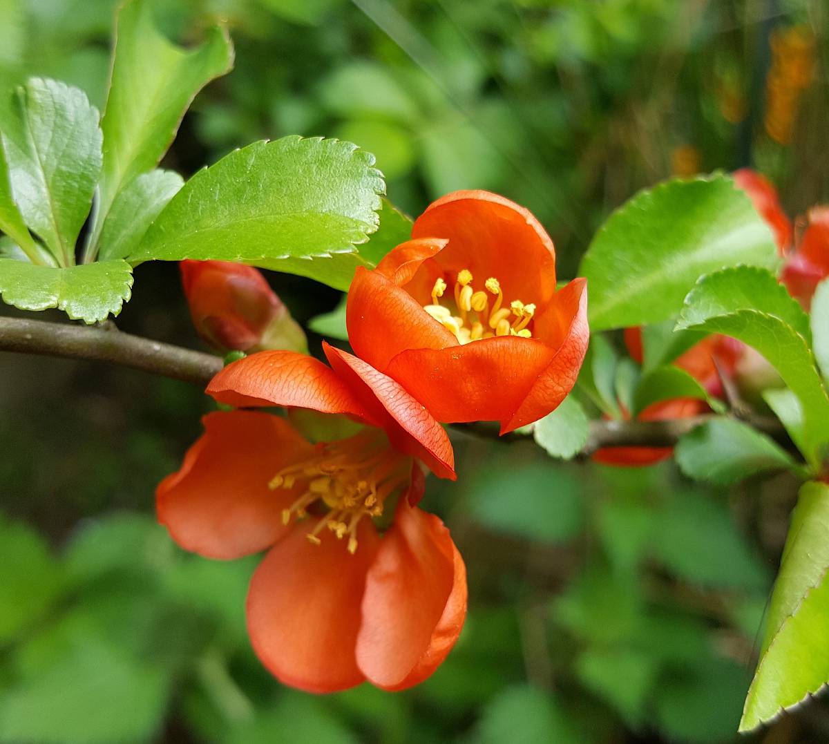 Arbuste a fleur