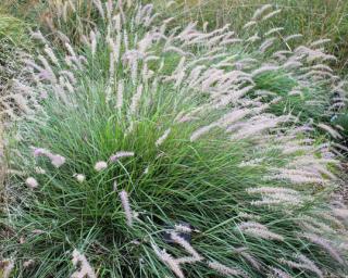 Pennisetum orientale