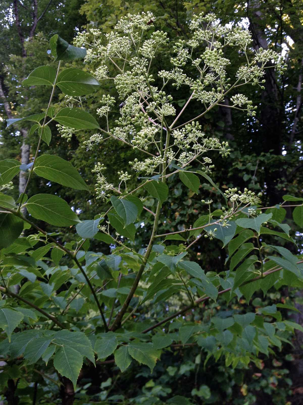 angelique epineuse - Aralia spinosa