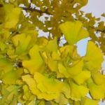 ginkgo biloba