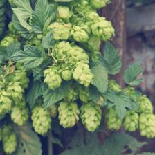 houblon