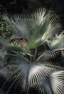 Brahea armata - Palmier bleu du Mexique