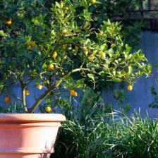 citronnier en pot