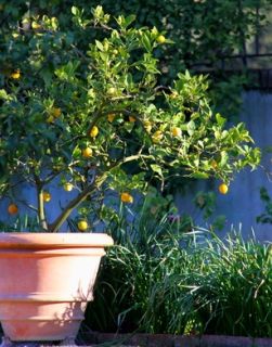 citronnier en pot plantation 