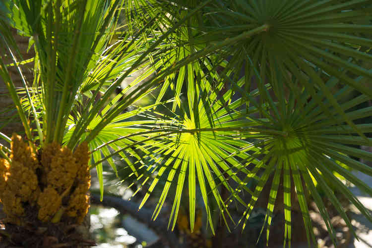 Hivernage des palmiers cultivés en pleine terre