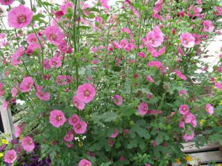 anisodontea plantation