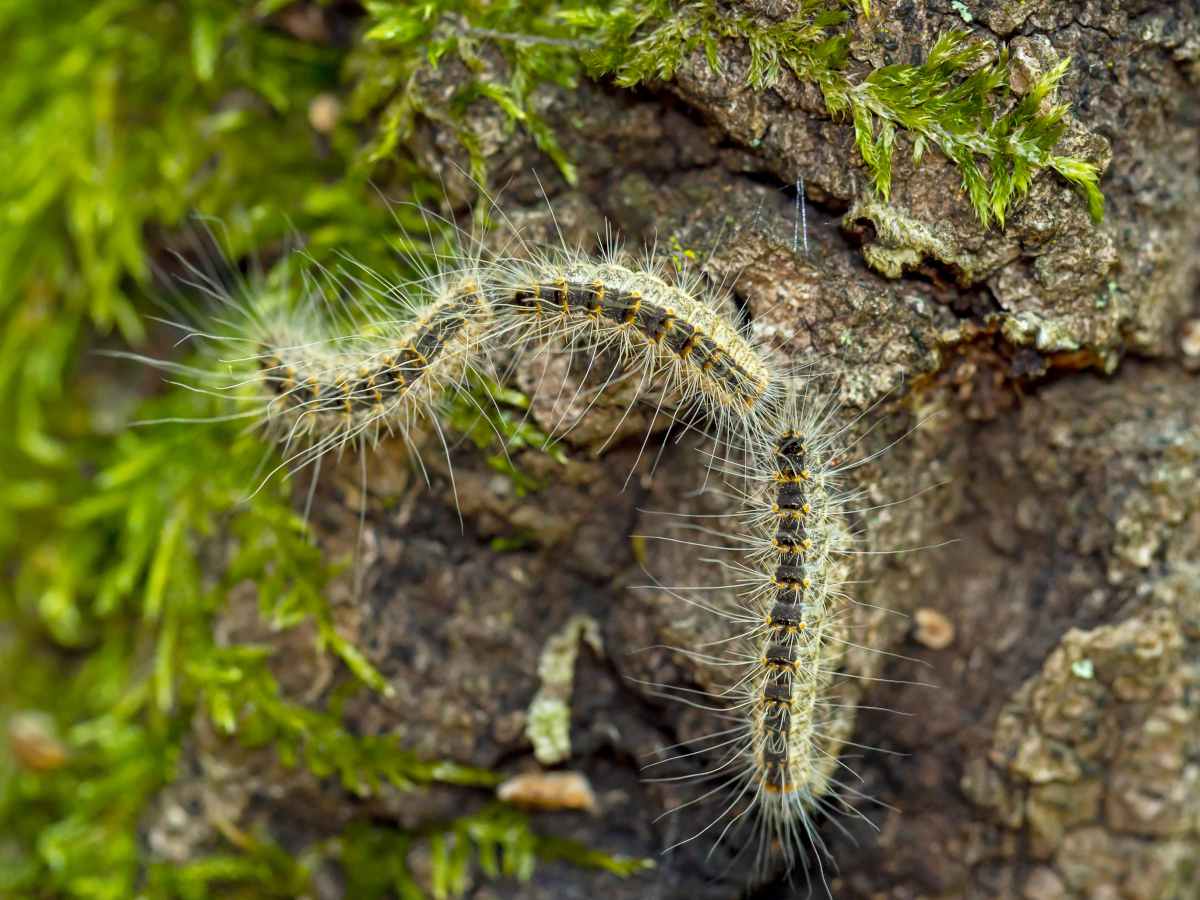 Chenille processionnaire du chêne