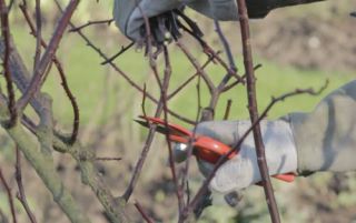 taille rosier buisson arbustif