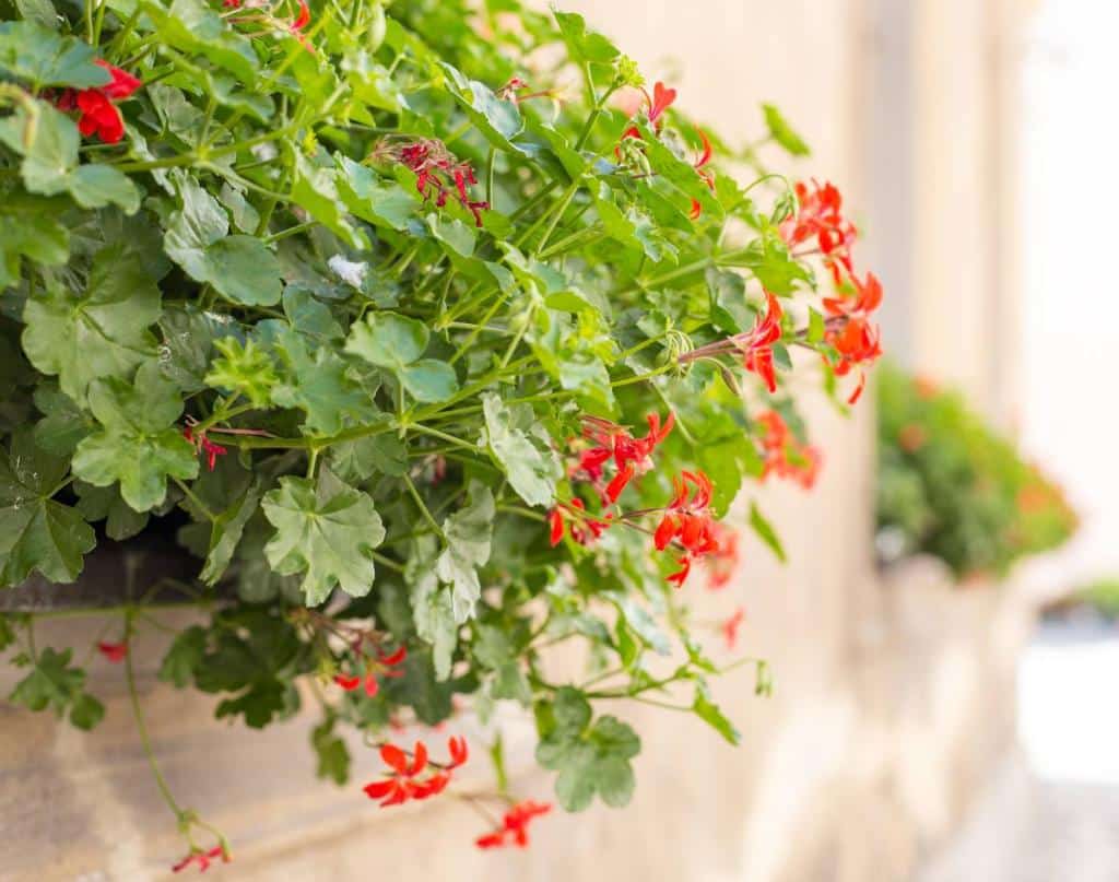 Geranium lierre - Pelargonium peltatum