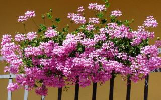 Jardinière de Geranium lierre - Pelargonium peltatum