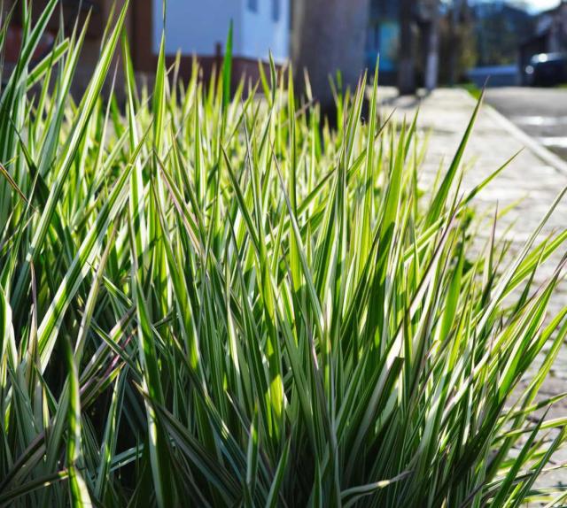 Laiche, carex conseils d'entretien
