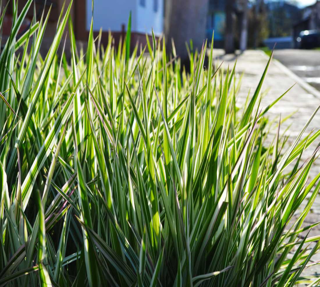 Laîche - Carex