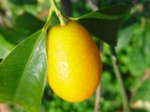 fortunella margarita fruit kumquat