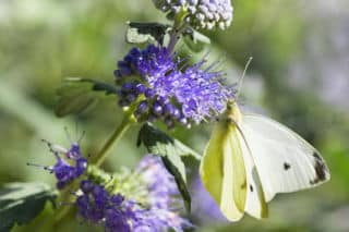 caryopteris