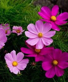 Cosmos : semis et entretien pour une belle floraison