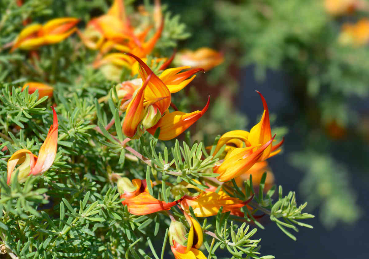 Lotus maculatus - lotier maculé