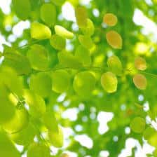 arbre caramel