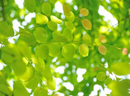 arbre-caramel-Katsura - Cercidiphyllum japonicum, l'arbre caramel