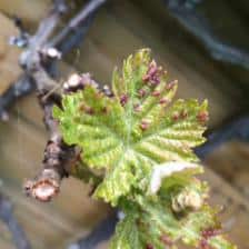 erinose vigne