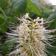 Aesculus parviflora - Pavier blanc