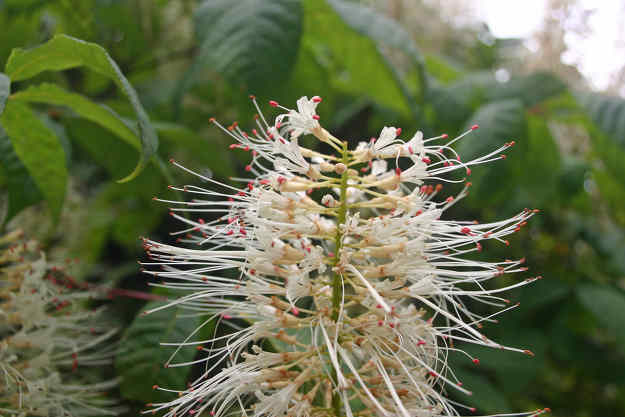 Aesculus parviflora - Pavier blanc