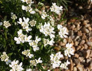 corbeille argent -iberis